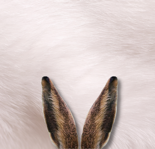 bunny-ears.png