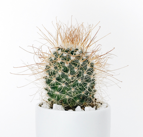 cactus.png