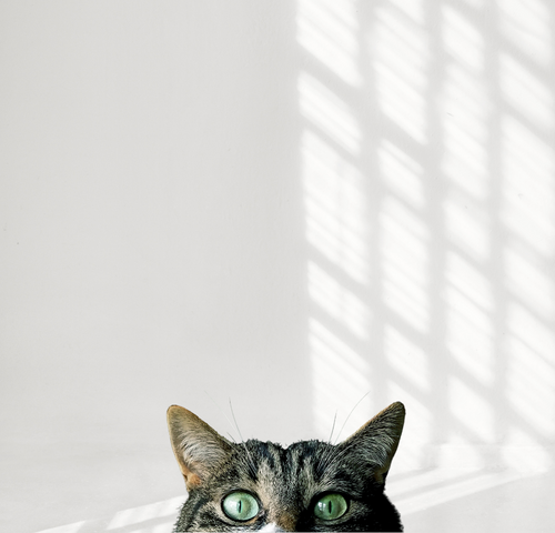 cat.png