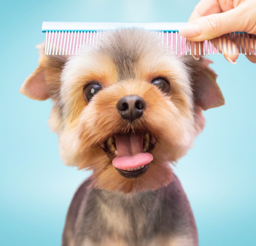 dog-comb.png