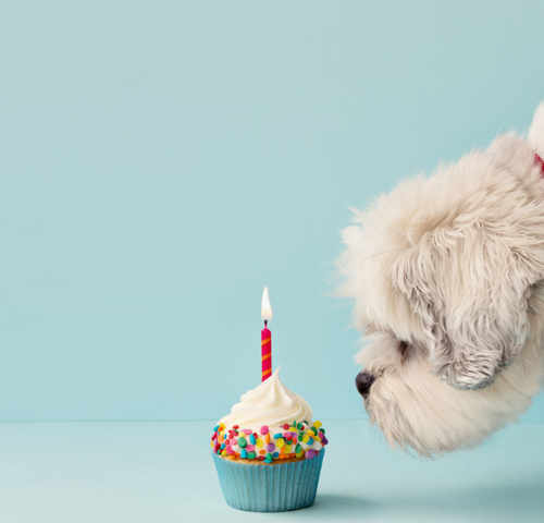 dog-cupcake.png