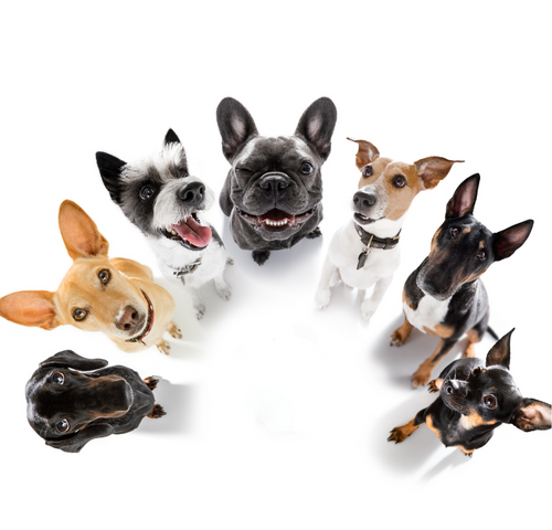dog-gang.png