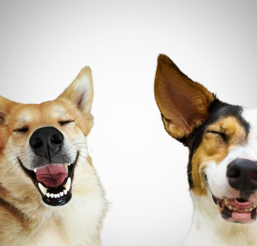 dog-smile-white.png