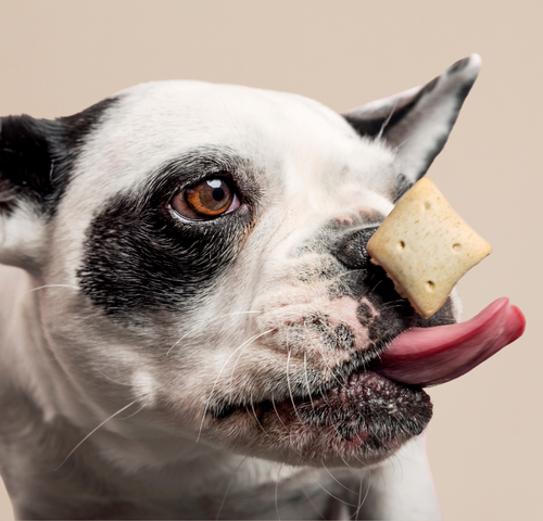 dog-tongue.png