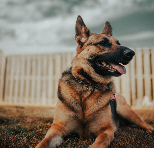 german-shepherd.png