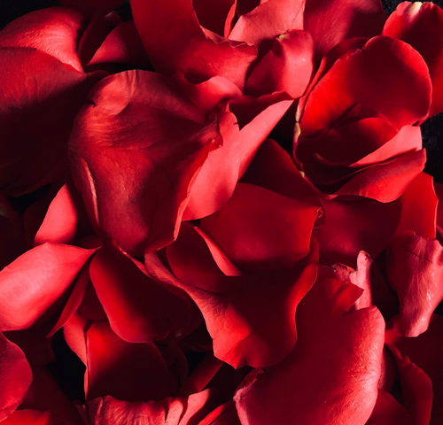 red-roses.png