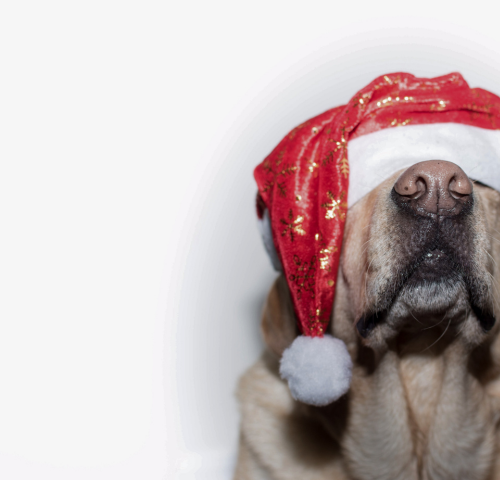 santa-dogg.png