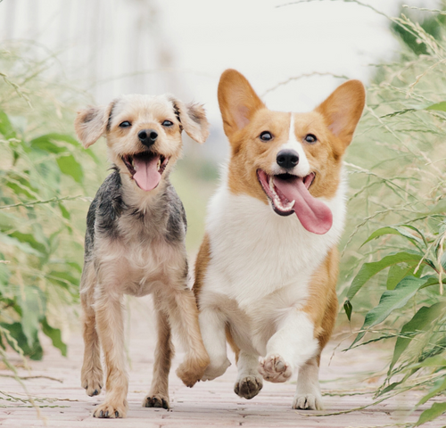 two-dogs-out.png