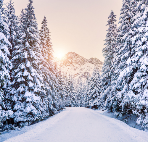 winter-wonderland.png