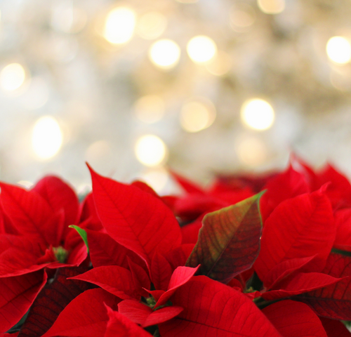 xmas-star.png